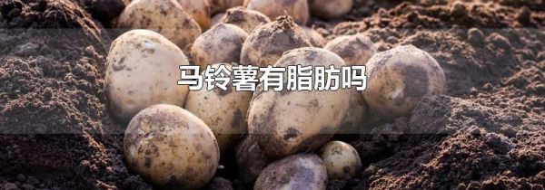 马铃薯有脂肪吗