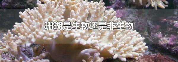 珊瑚是生物还是非生物