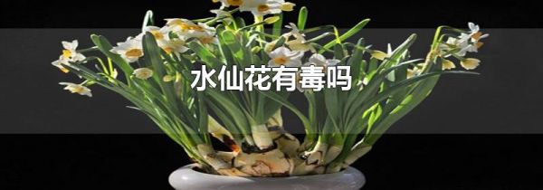 水仙花有毒吗