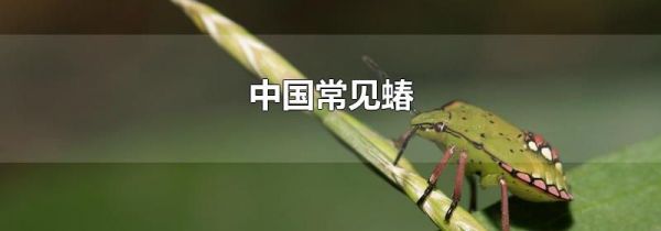 中国常见蝽