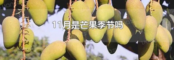 11月是芒果季节吗