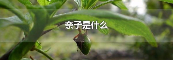 奈子是什么
