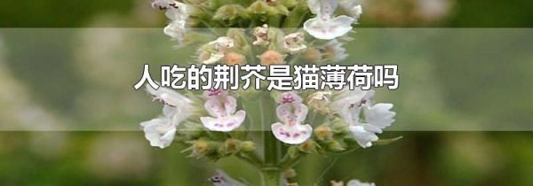 人吃的荆芥是猫薄荷吗