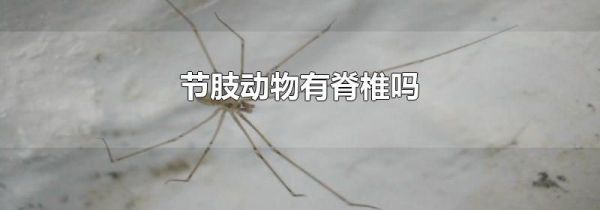 节肢动物有脊椎吗