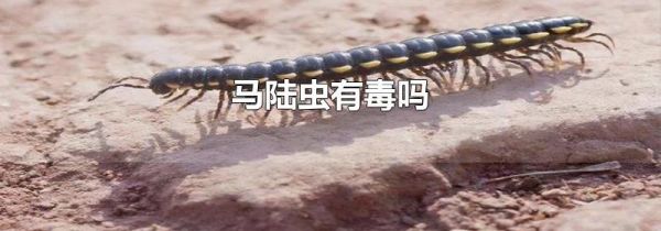 马陆虫有毒吗