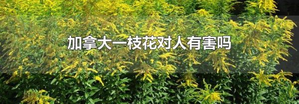加拿大一枝花对人有害吗