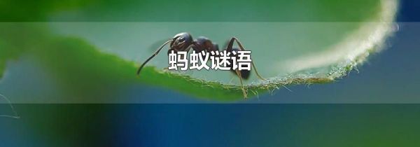 蚂蚁谜语