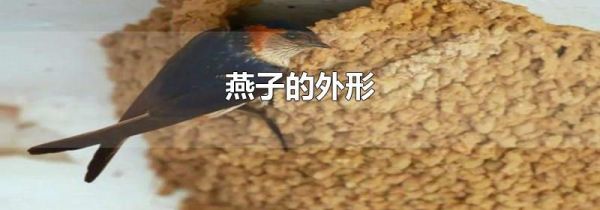 燕子的外形
