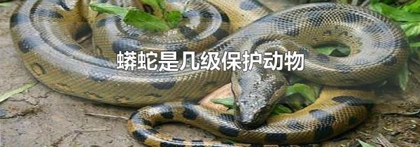 蟒蛇是几级保护动物