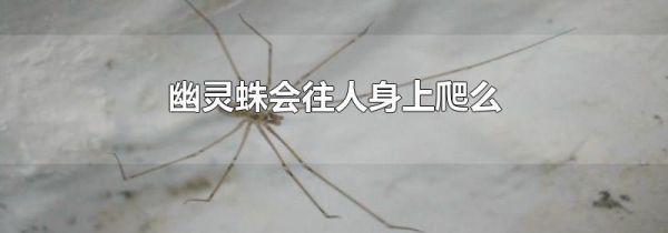 幽灵蛛会往人身上爬么