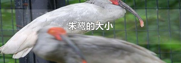 朱鹭的大小