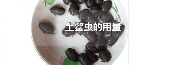 土鳖虫的用量