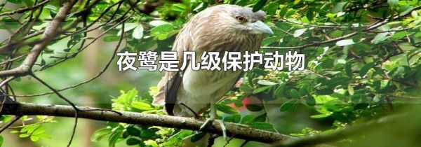 夜鹭是几级保护动物