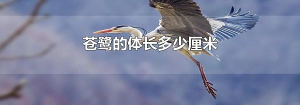 苍鹭的体长多少厘米