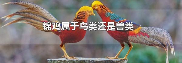 锦鸡属于鸟类还是兽类