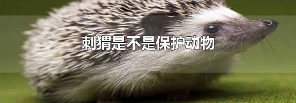 刺猬是不是保护动物