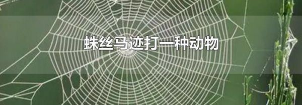 蛛丝马迹打一种动物