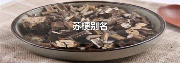 苏梗别名