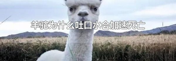 羊驼为什么吐口水会加速死亡