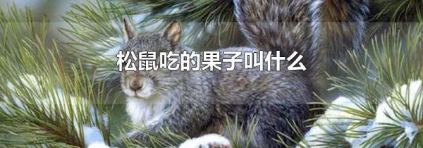 松鼠吃的果子叫什么