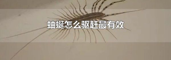 蚰蜒怎么驱赶最有效