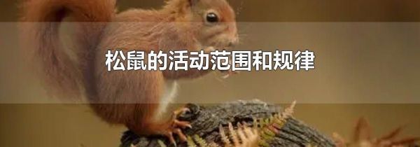松鼠的活动范围和规律