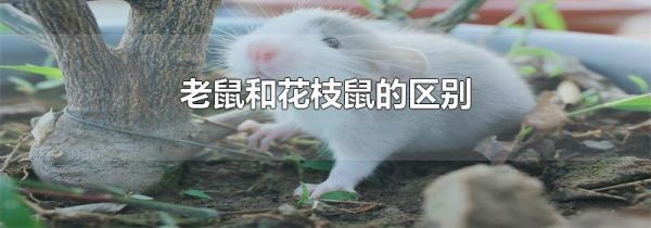 老鼠和花枝鼠的区别