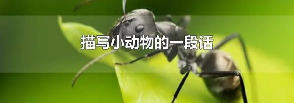 描写小动物的一段话