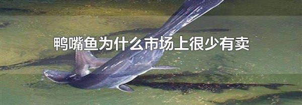 鸭嘴鱼为什么市场上很少有卖