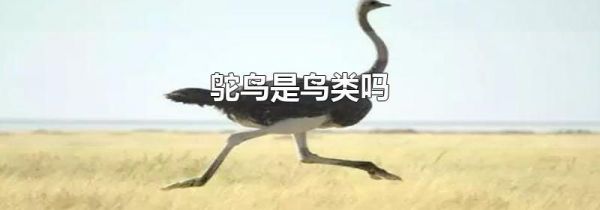 鸵鸟是鸟类吗