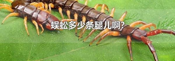 蜈蚣多少条腿儿啊?