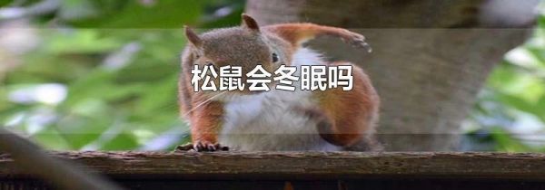松鼠会冬眠吗