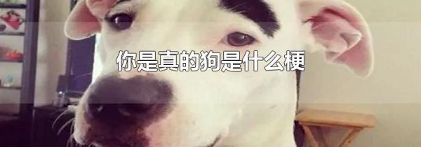 你是真的狗是什么梗