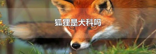 狐狸是犬科吗