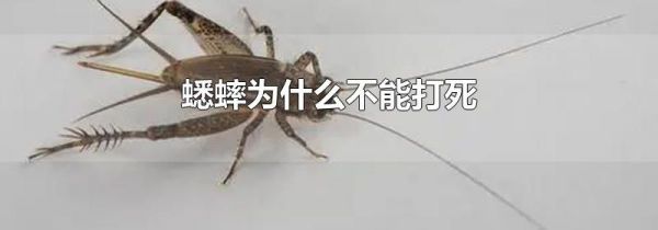 蟋蟀为什么不能打死