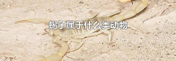 蝎子属于什么类动物