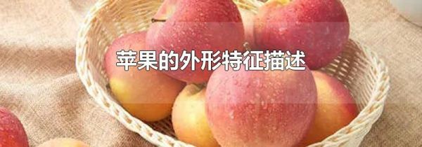 苹果的外形特征描述