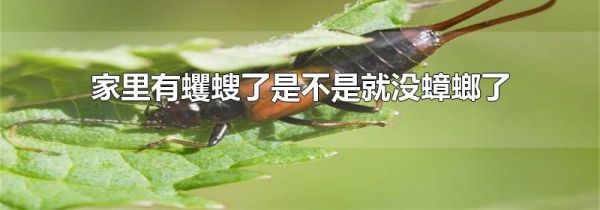 家里有蠼螋了是不是就没蟑螂了
