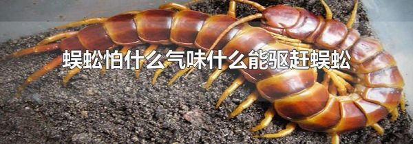 蜈蚣怕什么气味什么能驱赶蜈蚣