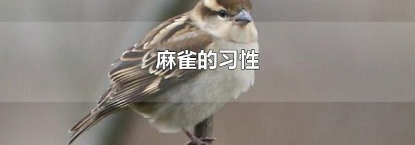 麻雀的习性