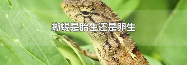 蜥蜴是胎生还是卵生