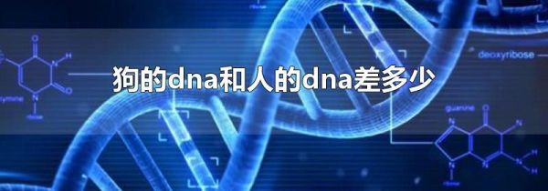 狗的dna和人的dna差多少
