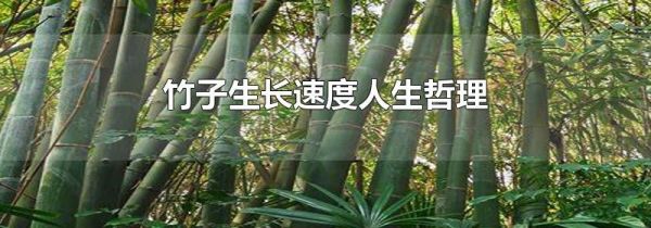 竹子生长速度人生哲理