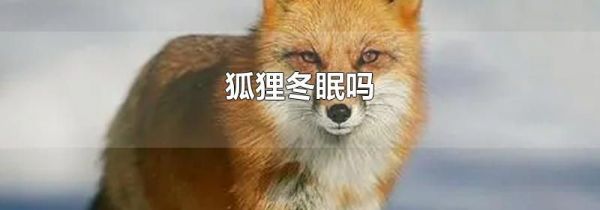 狐狸冬眠吗