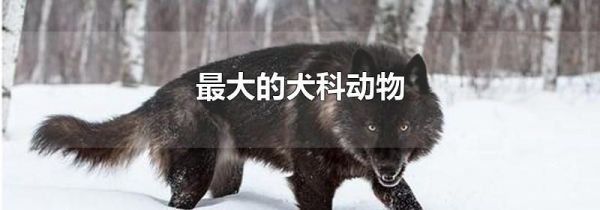 最大的犬科动物