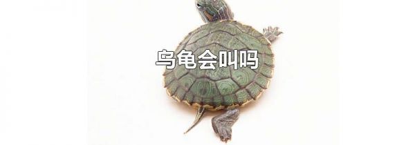 乌龟会叫吗