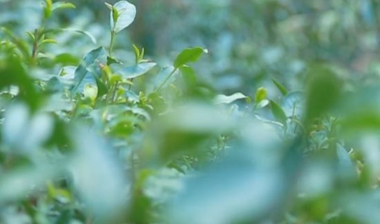 龙井茶产地