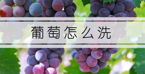 葡萄怎么洗